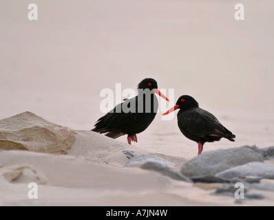 Afrikanische schwarze Austernfischer paar Haematopus Moquini an einem Strand in der Western Cape Südafrika Stockfoto