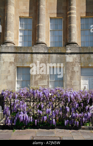 Glyzinien bedeckt Geländer vor einem Haus in der Royal Crescent bei Bad Avon Stockfoto