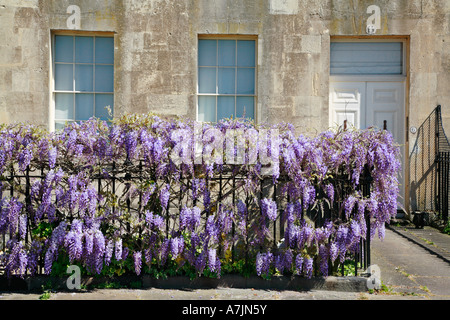 Glyzinien bedeckt Geländer vor einem Haus in der Royal Crescent bei Bad Avon Stockfoto