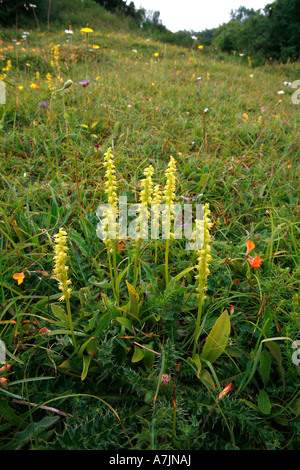 Moschus Orchidee Herminium Monorchis Kolonie wächst in Hampshire Wildlife reserve Stockfoto