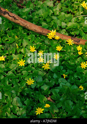 Kleinen Schöllkraut Ranunculus Ficaria auf einem Waldboden Stockfoto