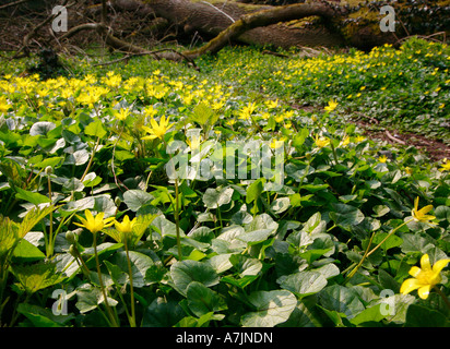 Kleinen Schöllkraut Ranunculus Ficaria wachsen in Hülle und Fülle auf einem Waldboden Stockfoto