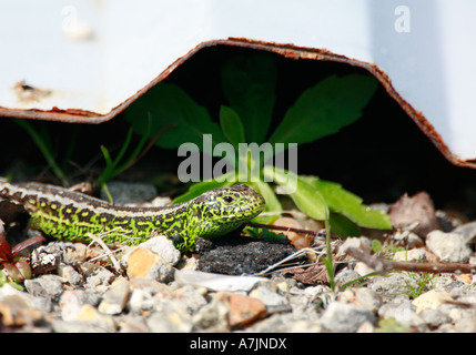 Männliche Sand Eidechse Lacerta Agilis in hellem Grün Zucht Farben neben Dach Folie Schutz Stockfoto