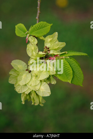 Wych Ulme Ulmus Glabra zeigt neue Blätter Cluster von Saatgut und roten Knospen Stockfoto