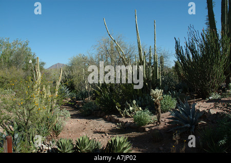 Gruppe der Kaktus in der Wüste von Arizona Stockfoto