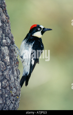 Eichel Specht thront auf Eiche Baum-Madera Canyon, Arizona, USA. Stockfoto