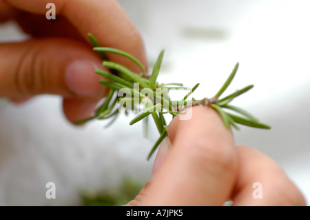 Finger holding Rosmarin Zweig Stockfoto