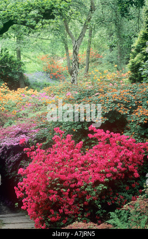 Azalee-Display, Valley Gardens, Windsor Great Park, Surrey, England, Vereinigtes Königreich Stockfoto