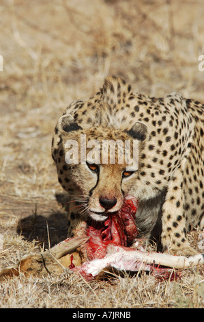 Weibliche Geparden Fütterung auf eine Thomson es Gazelle in der Masai Mara Stockfoto