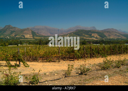 Die schöne Landschaft in der Franschhoek Valley Wein produzierenden Bereich von Südafrika Stockfoto