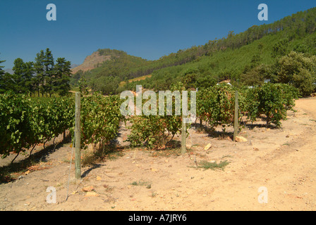 Das schöne wackelige Brücke Weingut in Franschhoek Valley Kapprovinz in Südafrika Stockfoto