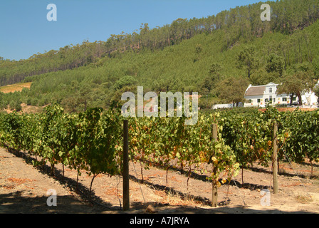 Das schöne wackelige Brücke Weingut in Franschhoek Valley Kapprovinz in Südafrika Stockfoto