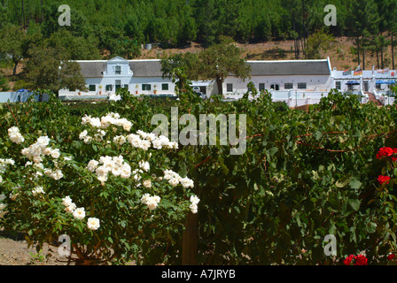 Das schöne wackelige Brücke Weingut in Franschhoek Valley Kapprovinz in Südafrika Stockfoto