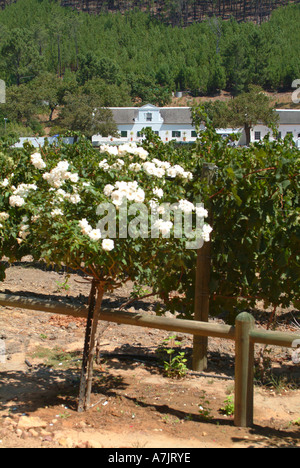 Das schöne wackelige Brücke Weingut in Franschhoek Valley Kapprovinz in Südafrika Stockfoto