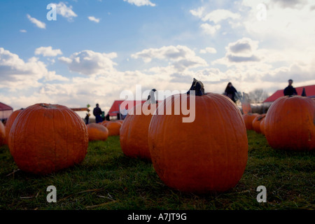 Pumpkin Patch geschossen vom Boden aus mit schönen blauen Himmel und Wolken Stockfoto