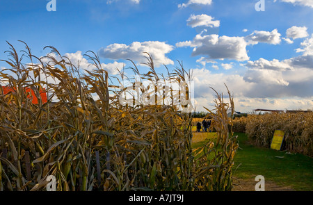 Menschen in der Ferne zu Fuß durch ein Kornfeld auf einem Bauernhof bei Kürbis Kommissionierung auf einem hellen Herbsttag mit wogenden Wolken Stockfoto
