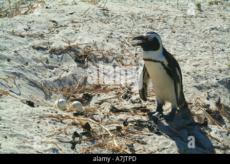 Einsame Jackass Penguin Bewachung Eiern am Strand in der Nähe von Simons Town Cape Provinz Südafrika Stockfoto