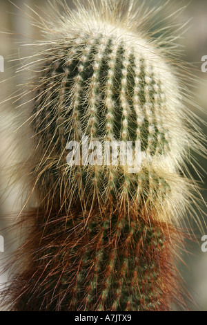 Goldener Ball Kaktus Stockfoto