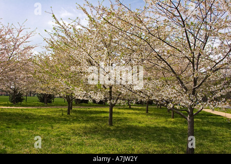Kirschbäume in voller Blüte am Tidal Basin, in Washington, D.C. Stockfoto