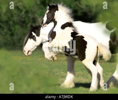 Gypsy Vanner Stute Shampoo Mädchen und 2005 Fohlen Aufbäumen an ihrer Seite im Spiel Stockfoto