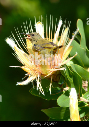 Juvenile gelbe-Breasted Sunbird auf Protea Aurea im Kirstenbosch National Botanic Garden Cape Town-Südafrika Stockfoto