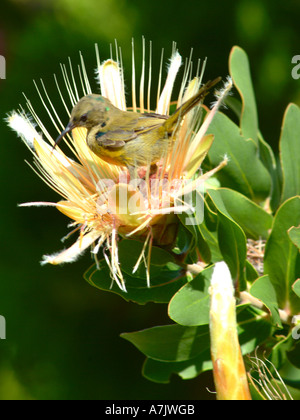 Juvenile gelbe-Breasted Sunbird auf Protea Aurea im Kirstenbosch National Botanic Garden Cape Town-Südafrika Stockfoto