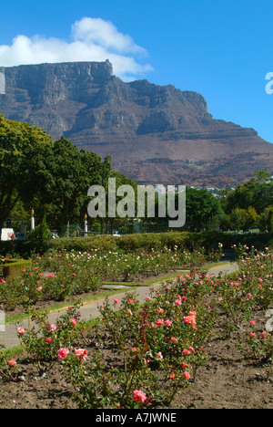 Blick auf den Tafelberg von Companys Garden Zentrum von Kapstadt Südafrika Stockfoto
