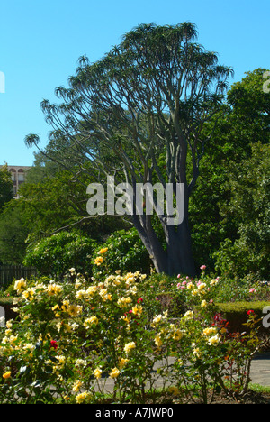 Köcherbaum und gelbe Rose Sträucher Companys Garden Kapstadt Südafrika Stockfoto