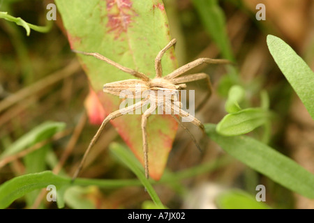 Wolfspinne Pisaura mirabilis Stockfoto