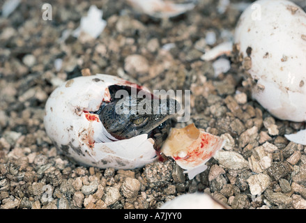 Baby-Krokodil, schlüpfen aus seinem Ei Simbabwe Afrika Stockfoto