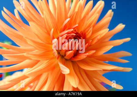 Dahlie Blüte, Nahaufnahme auf blauen Hintergrund kontrastierende. Stockfoto