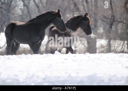 Zwei Friesenpferde im Schnee mit Atem Dämpfen von Nasenlöchern Stockfoto