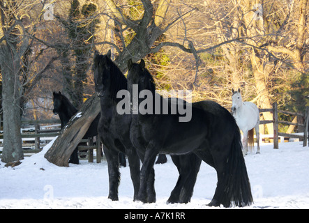 Friesen und andalusischen Pferd im verschneiten paddock Stockfoto