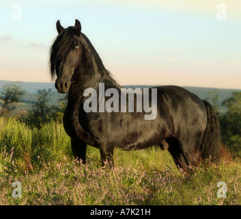Friesen Hengst stehen im Bereich der Wildblumen Stockfoto