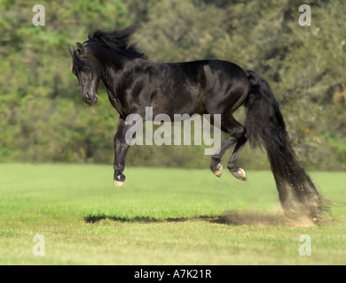 Black Morgan Horse Hengst mit extremen long-Tail springt mit allen Füßen über dem Boden Stockfoto