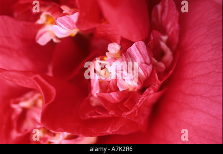 CAMELLIA THEACEAE Var j.l. WHEELER Stockfoto