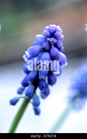 TRAUBEN HYAZINTHE MUSCARI Stockfoto