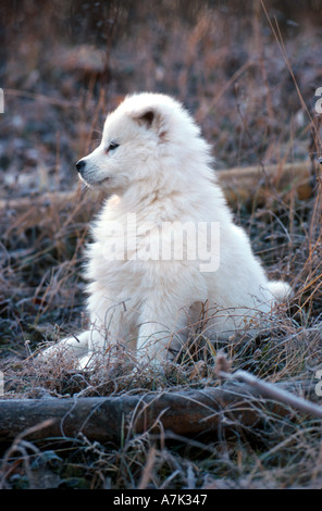 Samojeden Welpen sitzen Stockfoto