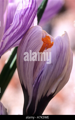 CROCUS VERNUS var. PICKWICK Stockfoto