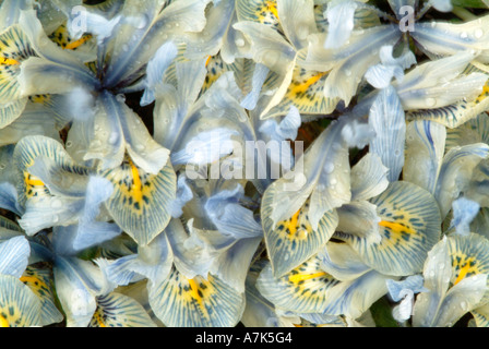 Iris Histroides "Katharine Hodgkin" Stockfoto