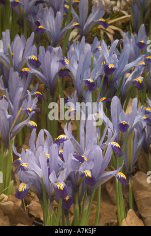 Iris Gordon Stockfoto