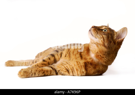 Entspannte häusliche bengalische Katze, die auf der Seite auf weißem Hintergrund liegt. Stockfoto