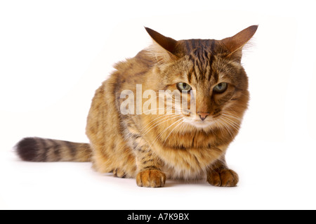 Hauskatze, die sich auf weißem Hintergrund hockt und in die Kamera schaut Stockfoto