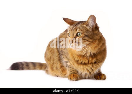 Bengalische Katze, die sich auf weißem Hintergrund hockt und nach links blickt Stockfoto