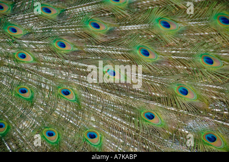 Nahaufnahme der aufgefächerten Schwanzfedern eines männlichen Pfauens. Stockfoto
