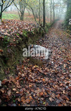 Digger Trüffelhund im Wald in Piemont Italien Stockfoto