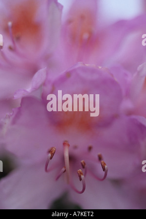 Rhododendron schließen sich im Vereinigten Königreich Stockfoto