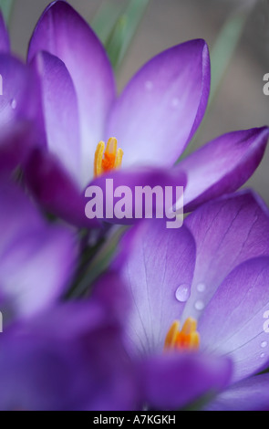 Crocus Tommasinianus Ruby Giant Stockfoto