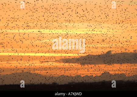 Stare sammeln Roost bei Sonnenuntergang im Winter Sturnus vulgaris Stockfoto