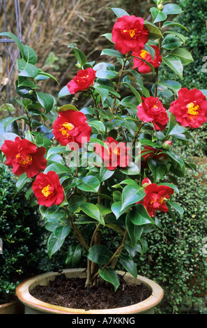 Kamelie 'Barbara Morgan"in rote Blume, Gartenpflanze, Topf, Pflanzer, Container, Container-Pflanzen. Kamelien Stockfoto